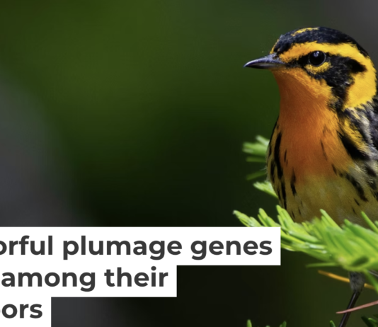 Some bird species on neighboring tips of the evolutionary tree can interbreed, with interesting genomic results. Kaleb Anderson
